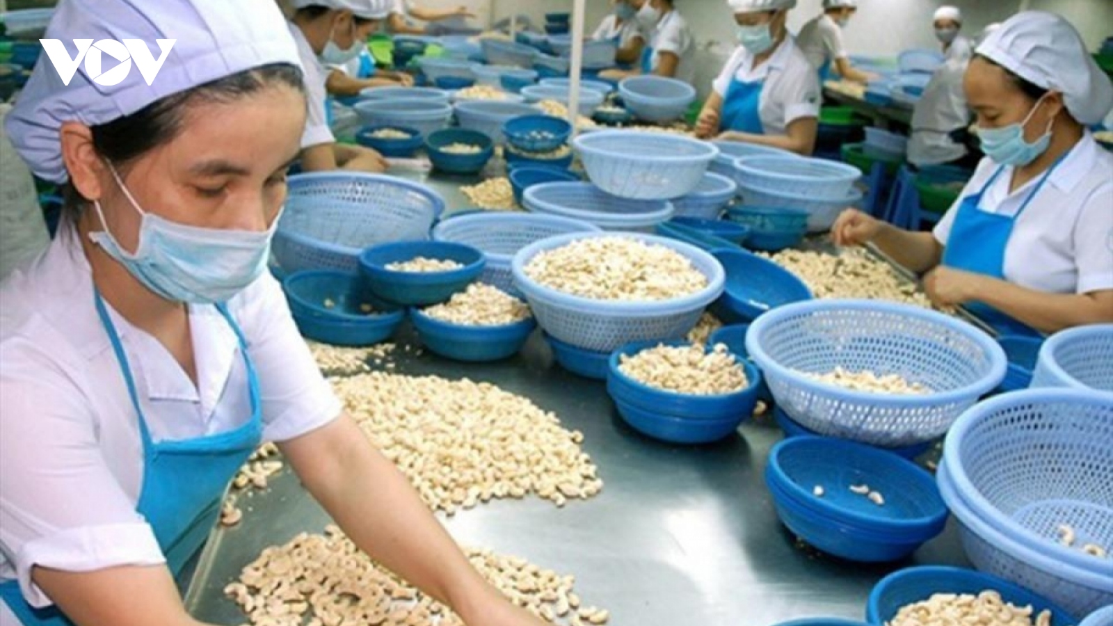 Cashew nut exports projected to enjoy robust growth in subsequent months